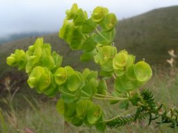 Euphorbia ericoides